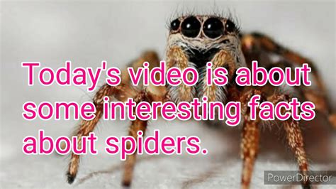 Top 10 Spider Facts Image To U