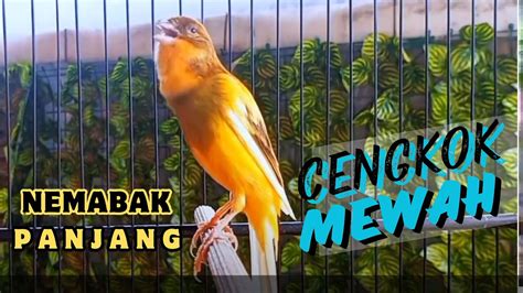 Kenari Gacor Durasi Panjang Suara Burung Kenari Pancingan Masteran