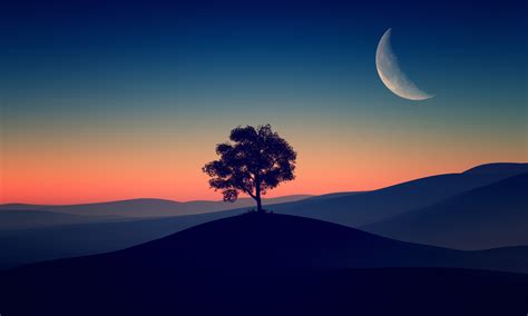 1280x768 Tree Alone Dark Evening 4k 1280x768 Resolution Wallpaper, HD ...