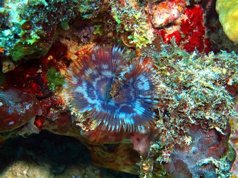 Жабры глиста моря стоковое фото. изображение насчитывающей организм ...