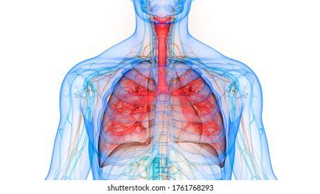 Human Respiratory System Lungs Anatomy D Stock Illustration