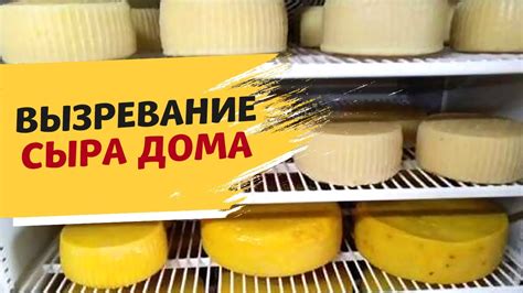 Идеальные условия для созревания сыра: где взять камеру для вызревания ...