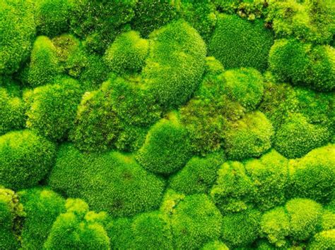 Moss Wall Design