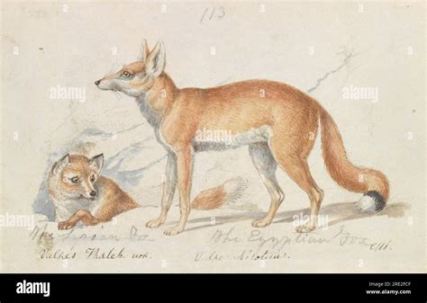 The Syrian Fox And The Egyptian Fox Circa 1837 By Charles Hamilton