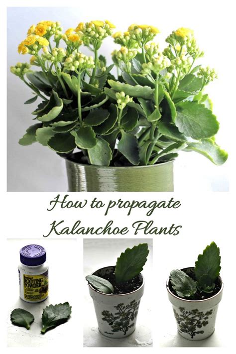 Kalanchoe Blossfeldiana Care How To Grow Florist Kalanchoe