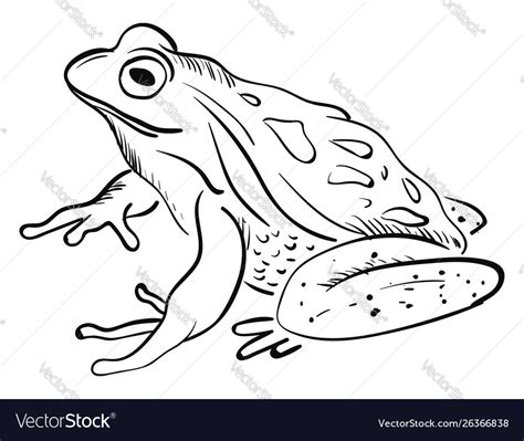 Sketch a frog or color Royalty Free Vector Image