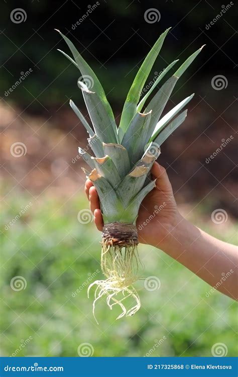 Como Cultivar Abacaxi Em Casa Uma M O Para Crian As Mostra O Corte De