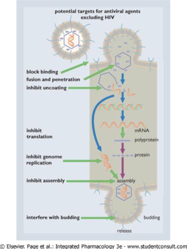 Antiviral Drugs Flashcards Quizlet