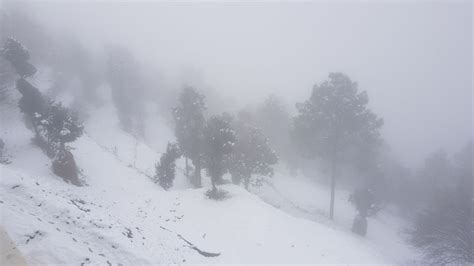 Snowfall Kanatal, Dhanaulti, Uttarakhand - Tripoto