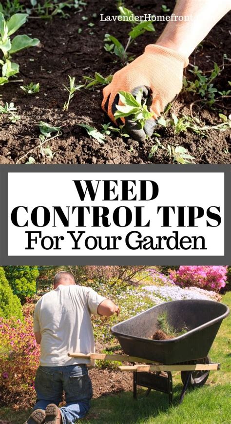 Weed Control Tips For Your Garden The Lavender Homefront