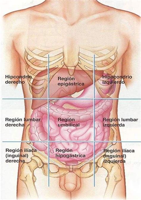 Rganos De La Cavidad Abdominal Dolopedia En Abdominales Hot Sex Picture