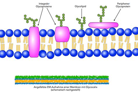 Glycocalyx