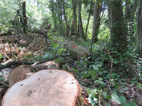 Seine Et Marne Pourquoi Y A T Il Des Coupes Darbres En Forêt De