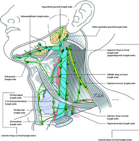 Update On The Classification And Nomenclature System For Neck