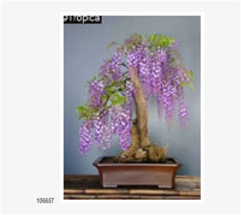 African Wisteria 15 Seeds Amethyst Falls Wisteria Bonsai Free