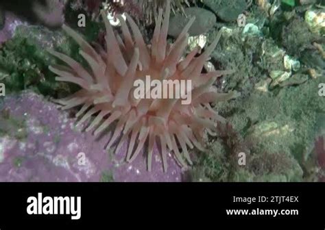 Sea Anemones Have Distinctive Appearance With Long Colorful Tentacles