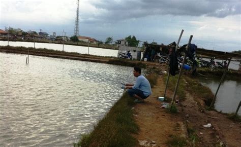 Tambak Ikan Bandeng Di Teluknaga Terancam Punah Kabar