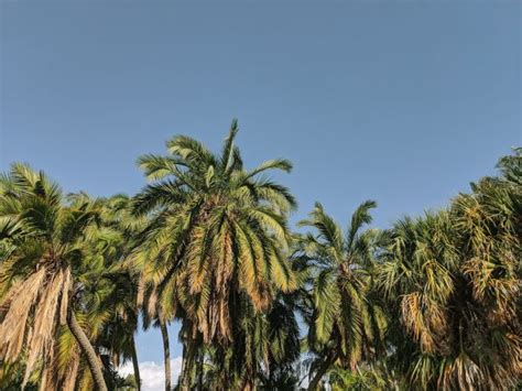 Free Images Sky Palm Tree Daytime Vegetation Arecales Elaeis