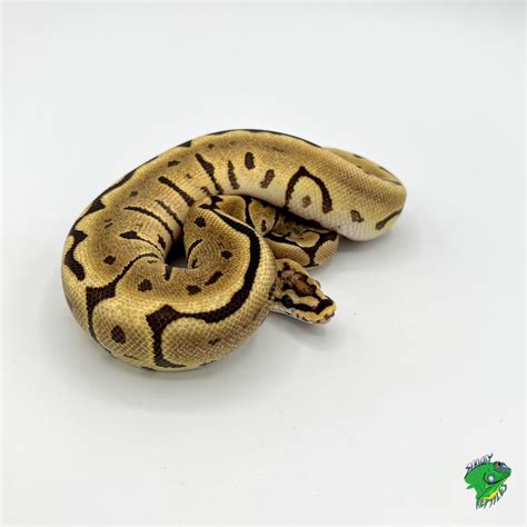 Baby Spider Ball Python