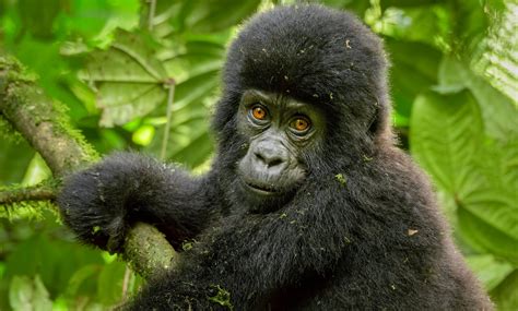 What To Expect Gorilla Trekking In Uganda Epic Uganda Vacation