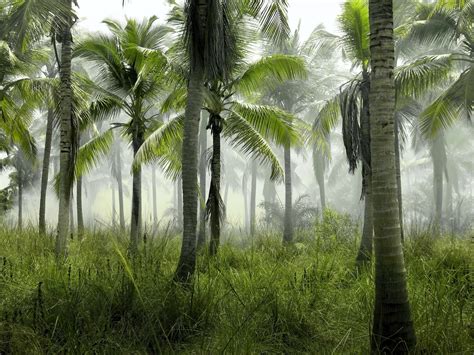 Clima Tropical H Medo Caracter Sticas Flora Fauna Y Adaptabilidad