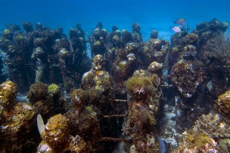 Premium Photo Musa The Museum Of Underwater Art In Isla Mujeres