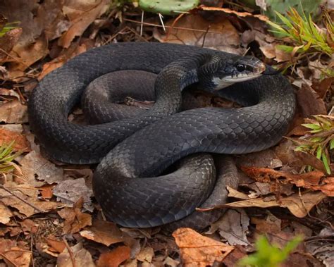 Black Racer Snake Poisonous