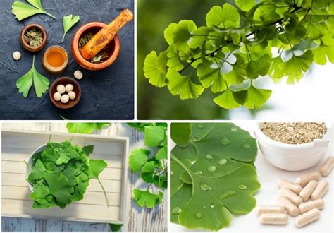 12 Benefits Of Ginkgo Biloba Side Effects And Dosage In 2022 Ginkgo