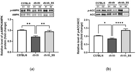 Cells Free Full Text Stevioside Enhances The Anti Adipogenic Effect