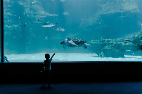 TWO OCEANS AQUARIUM - CAPE TOWN | Tours & Tickets SA