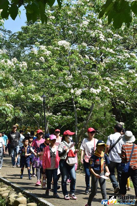 古坑桐花開滿山頭 黃意玲邀您到古坑賞花享浪漫 地方 Nownews今日新聞