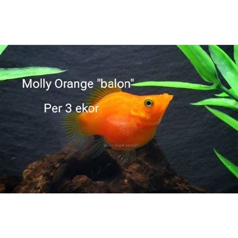 Jual Molly Balon Oren Sepaket Isi 3 Ikan Hias Aquascape Aquarium Air