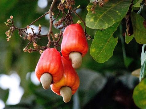 Cashew Apple Tree Anacardium Orridentale Rare Fruit Seeds Cashew Nut