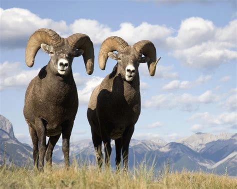 Bighorn Sheep Mountain Sheep Big Horn HD Wallpaper Peakpx