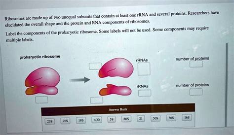 SOLVED At Least One IRNA And Several Proteins Researchers Have