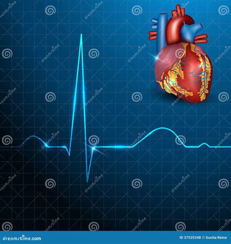 Normal Electrocardiogram Ekg Ecg With Heart In The Middle Heartbeat