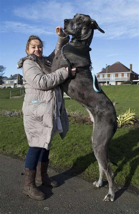 41 Top Photos Great Dane Puppy Rescue Near Me / 12 weeks old AKC Great ...