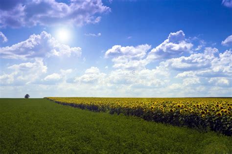 Daffodil Fields Stock Image Image Of Pattern Blowing 2197163