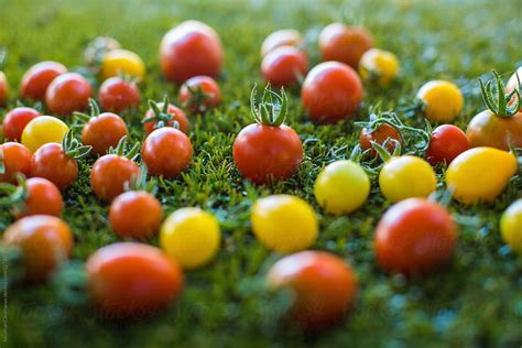 Different Colored Varieties Of Organic Homegrown Red And Yellow