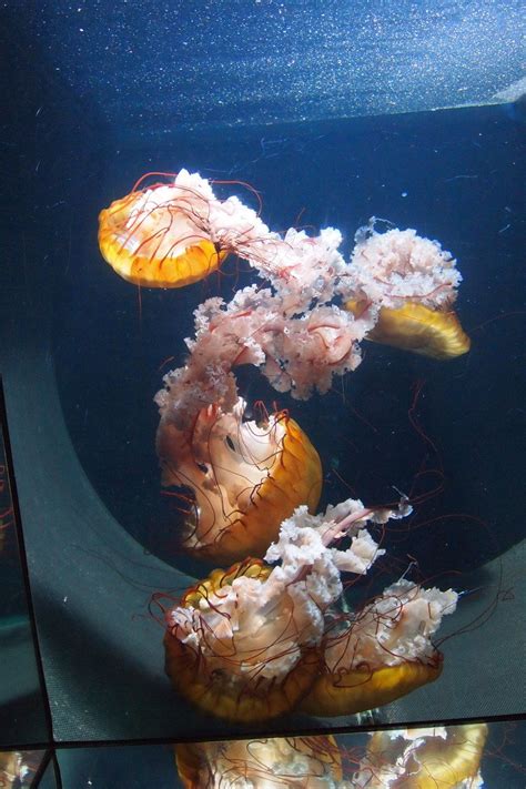 Jellyfish in aquarium Free Photo Download | FreeImages