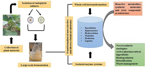 A Schematic Representation Of The Biotransformation Process Mediated