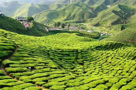filecameron highlands tea plantation jpg wikimedia