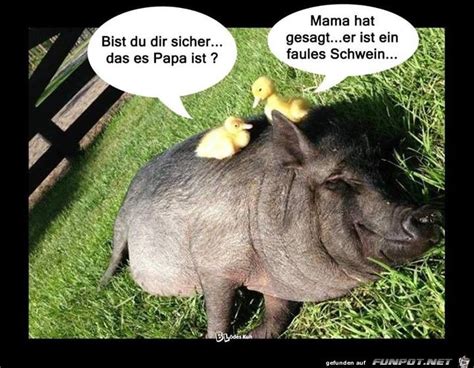 Lustiges Bild Faules Schwein Eine Von 60136 Dateien In Der