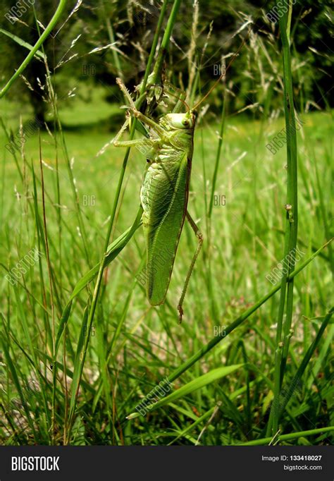 Big Green Grasshopper Image And Photo Free Trial Bigstock