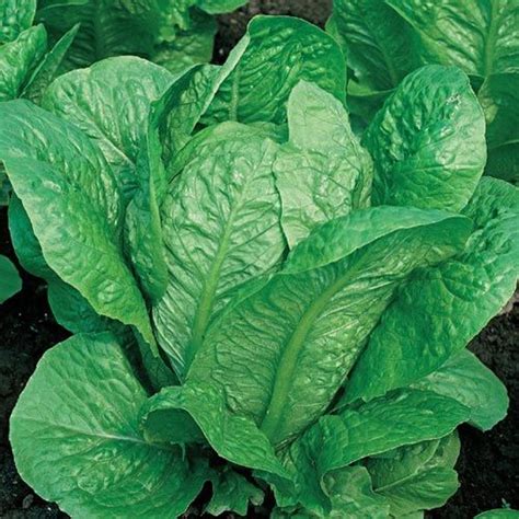 Vivian Romaine Lettuce Gurney S Seed Nursery Co