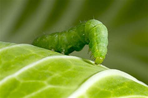 Caterpillars In Garden Pest Fasci Garden