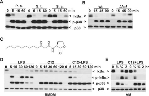 Modulation Of Gene Expression Via Disruption Of Nf B Signaling By A