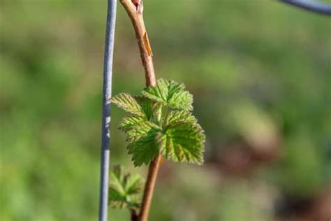 Growing Raspberries Artofit