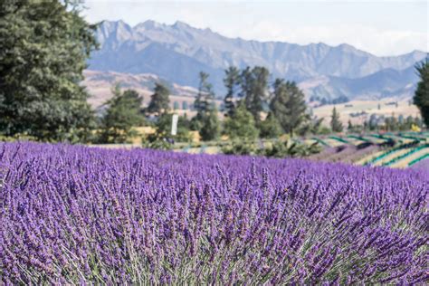 Lavender Farm photo, Cool Lavender Farm, #24375