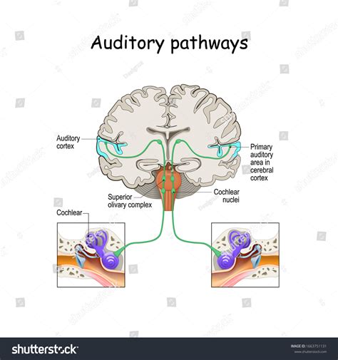 Auditory Pathways Cochlea Ear Cortex Brain 库存矢量图免版税1663751131